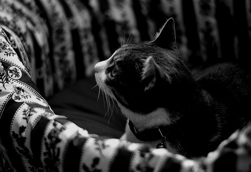 whitenes-s:  Cat | 50mm 1.8 by mgkm photography