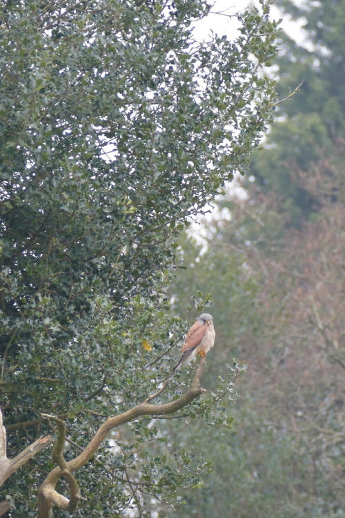 A kestrel spotted near Healey Nab above Ankelzarke Reservoir. March 2018