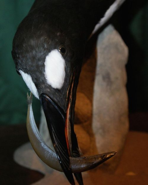 Great Auk that I made for the Natural History Museum London a few years ago #extinctbirds #dframpto