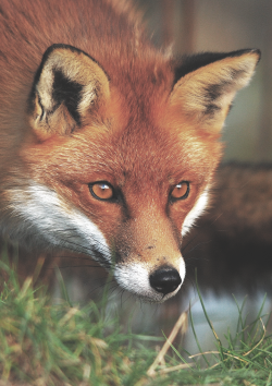 incrxminate:  SEXY FOX YAY 
