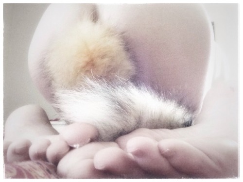 greattailplugpetplayfeeling: Tail plug and pet play collection
