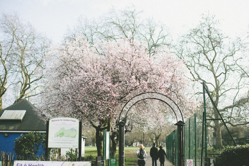 westerus:  sat. by mariell øyre on Flickr.