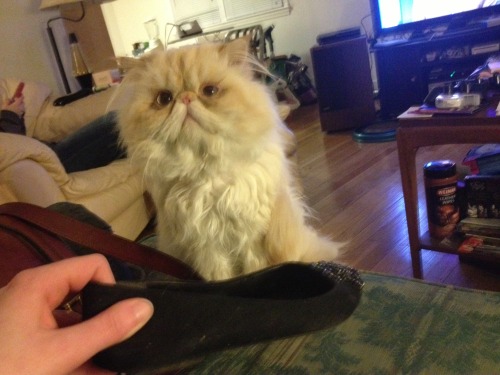 lucifurfluffypants:Fluffy Facts Friday1. I really like shoes, but I know better than to chew on them