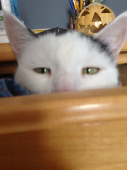 sarisatycoon: Forgot to close my drawer and kitty moved in
