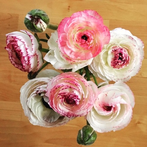 Beautiful ranunculus from @y00_sun! Thank you! #flowers#ranunculus#beautiful#colorful#pretty#instafl