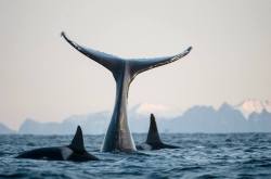 blackfishsound:  via Cork Whale Watch:  Just had to share this image taken in Norwegian fjords this week. In recent years these 2 species have been recorded feeding together on herring shoals during winter.  