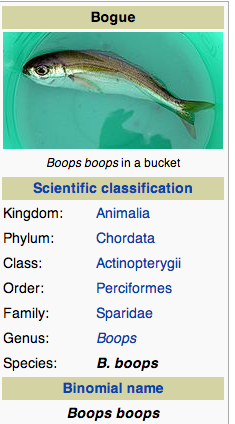 bird-jesus:i can’t stop fucking laughing at this fucking fish. boops boops. it’s literal, real scien