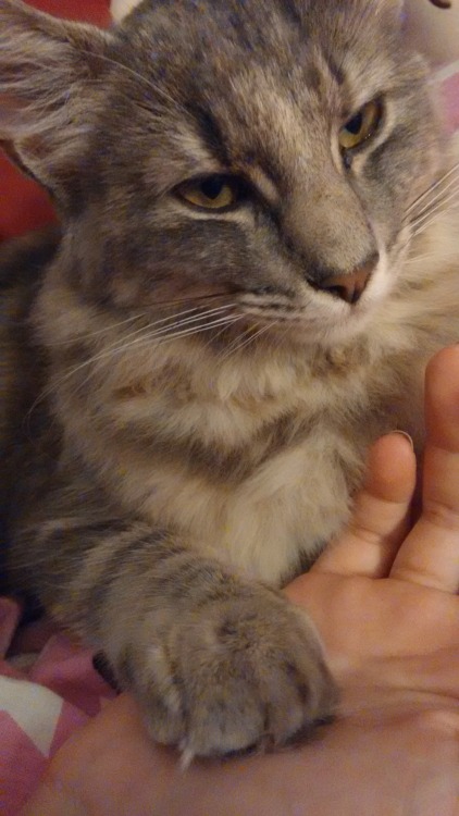 hoitoroma: idk how to use this website any more but look at my soft cat who i like to hold hands wit