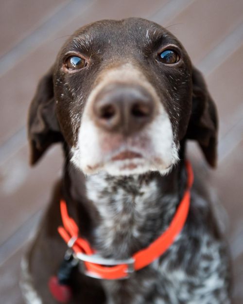 Maddie’s brother, Rizzo. #gsp #gspofinstagram #gspoftheday #birddog #dogsofinstagram w