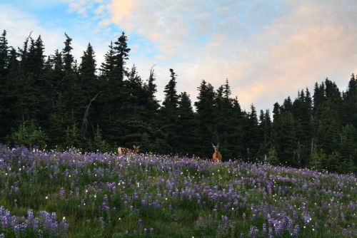 bright-witch: Deer Meadow on the Mountain Print Shop