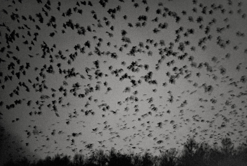 Masahisa Fukase aka 深瀬 昌久 aka Fukase Masahisa (Japanese, 1934-2012, b. Bifuka, Hokkaido, Japan) - Fr