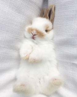 adorable-bunnies:  ❤️