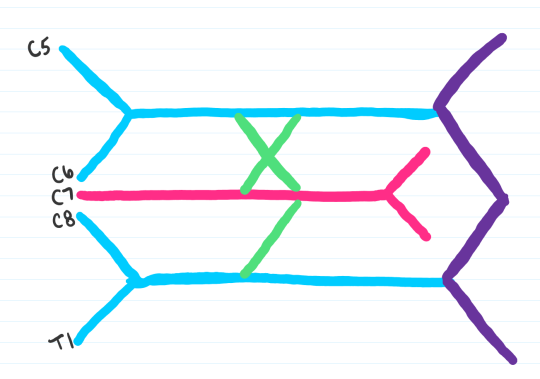 Medschoolmanic Presents: Brachial Plexus Made Easy!