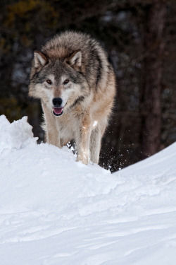 beautiful-wildlife:  Wolf by Anita Erdmann