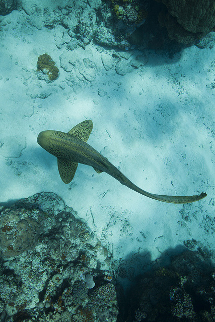 the-shark-blog:  IMG_3001 by scott1e2310 