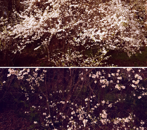 The blossoms have arrived! The way the blooms are suspended against the dark winter shadows reminds 