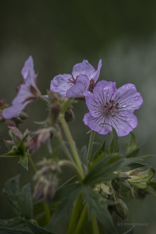 Sparklingriverwindphotography, June 2018