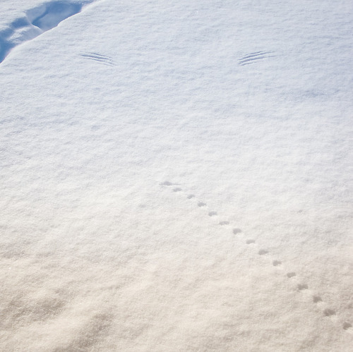 wyominglife: The Scene of a Crime Mr. Mouse was minding his own business, walking through the snow o