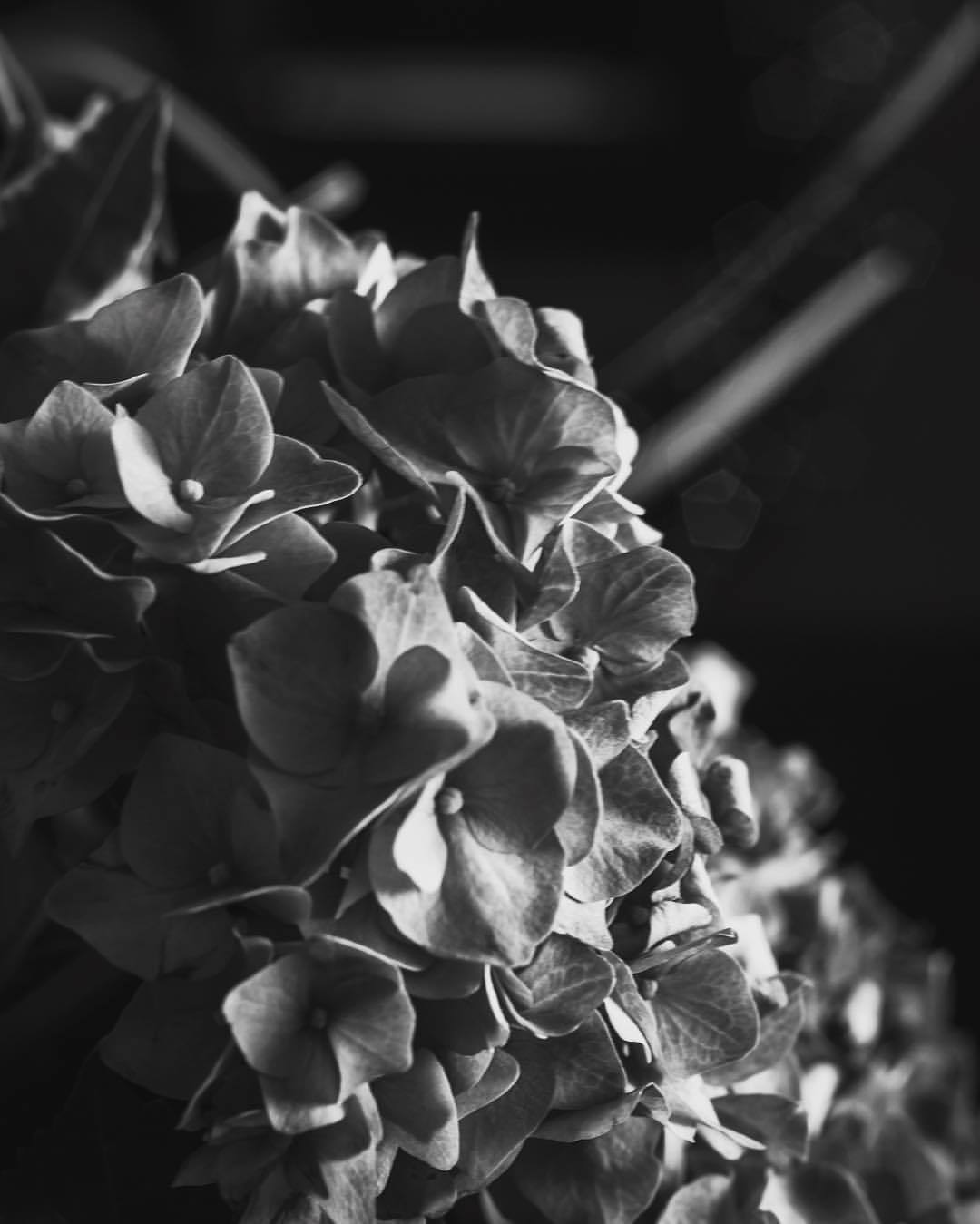 紫陽花 白黒 単焦点 一眼レフ 明暗 モノクロ 花 梅雨 Hydrangea