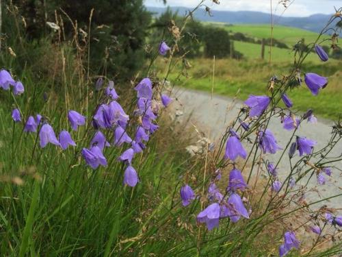 woodlandtrust: Air pollution is devastating UK’s wild flowers turning countryside into ‘