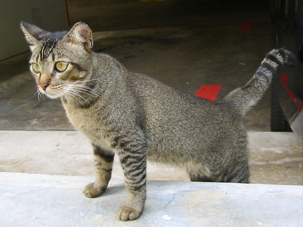 agouti tabby