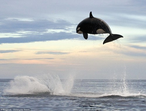 davidkanigan:Orca Chasing Dolphin.  15 feet up in the air.✖ △ ☼☽☽†☾ ✞♡ pale whale blog♡ ☾†☽☽☼ △ ✖