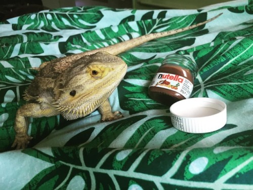 Just the right size Nutella for Rupert. He&rsquo;s a bit of a health nut though so he didn&r