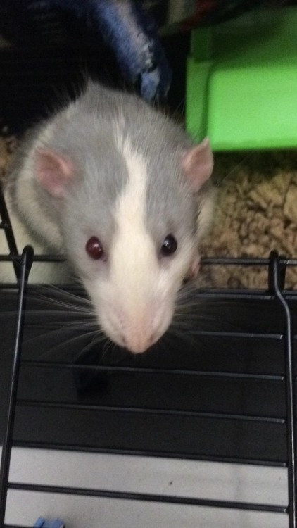 darlingrats:  chinburd:  The eternal struggle to catch a photo of Harvey Dent’s heterochromia!  I had some rats with heterochromia too! It’s not easy to get good photos of it.