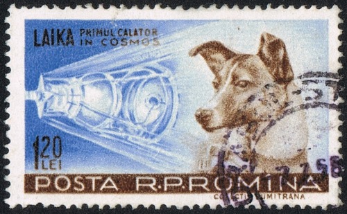 enrique262:Laika (Russian: Лайка; c. 1954 – November 3, 1957) was a Soviet space dog who became one 