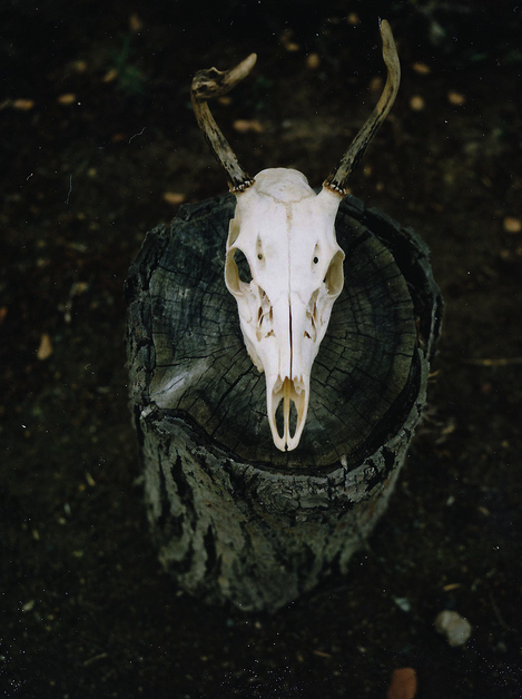 beardbrand:  Stumped