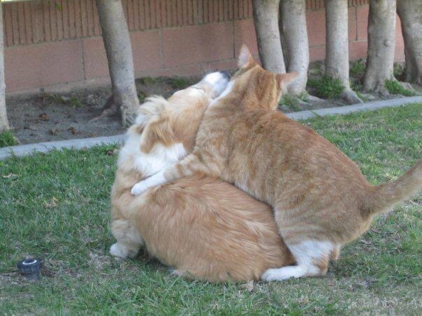 twosillycorgis:  Throw back Thursday to the romance between Jiggles and Sunny the