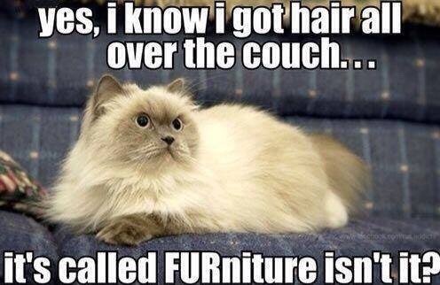 seananmcguire: sophiaslittleblog:  tzikeh:  owl-librarian:  sasgalula:  coolcatgroup: