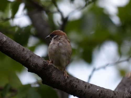 スズメ　Eurasian tree sparrowTown Sparrow ～ 街のすずめ　ArchiveTown Birds ～ 街の鳥  Archive