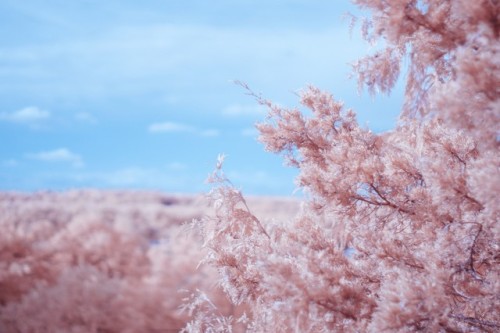 bonyfisheye:  Visible Light vs Infrared photos from Starved Rock State Park in Illinois