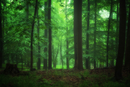 Fairytale World of Forest by Gruenewiese86 on Flickr.