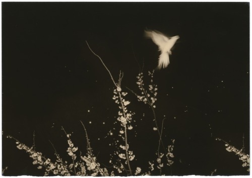 Masao Yamamoto aka 山本昌男 (Japanese, b. 1957, Gamagori City, Aichi Prefecture, Japan) - Untitled #1154