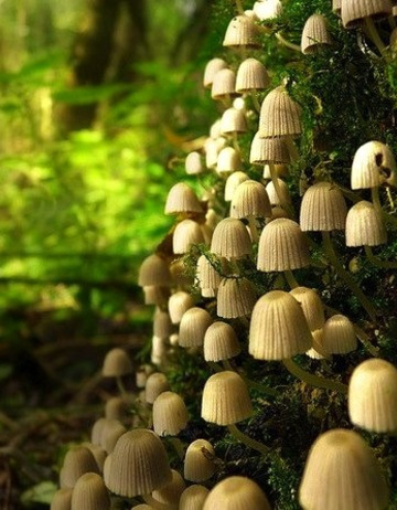Mushroom Lamps, The Netherlands