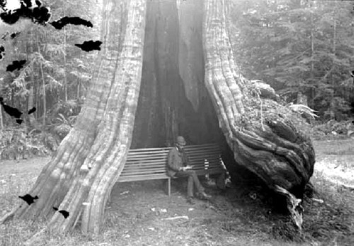 plaisirdelire:  L'arbre creux du Parc Stanley de Vancouver, 1890. 