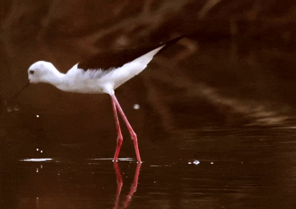 Full video: Steart Marshes Black-Winged Stilts Success | WWT 