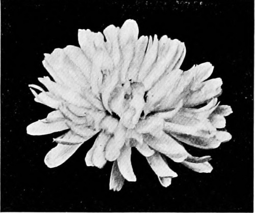 mizisham:  Internet Archive Book Images Image from page 448 of “Experiments with plants” (1905)https://www.flickr.com/photos/internetarchivebookimages 