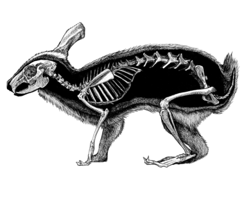 jennifersmithart:Animal anatomy: Rabbit, Pigeon, and HedgehogTaxidermy specimen were all drawn at th