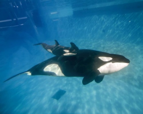 Gender: FemalePod: N/APlace of Capture: Born at SeaWorld of CaliforniaDate of Capture: Born December