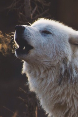 wolverxne:  A Howling Breathe | by: { bmanolakos } 