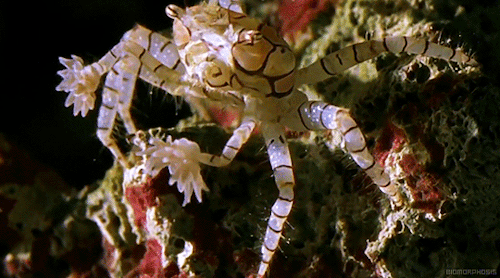 The Lybia crab is a species of small crab in the family Xanthidae. It is also referred to as Hawaiia