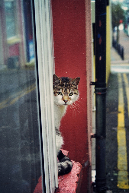 cool-neda:  Cork/Cobh by Veine Bleue. on Flickr. 