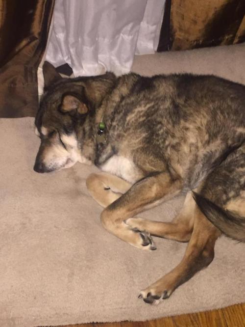 awwcutepets:This is my 16 year old dog Jade (112 in dog years!) she likes naps, pets and treats! Eve