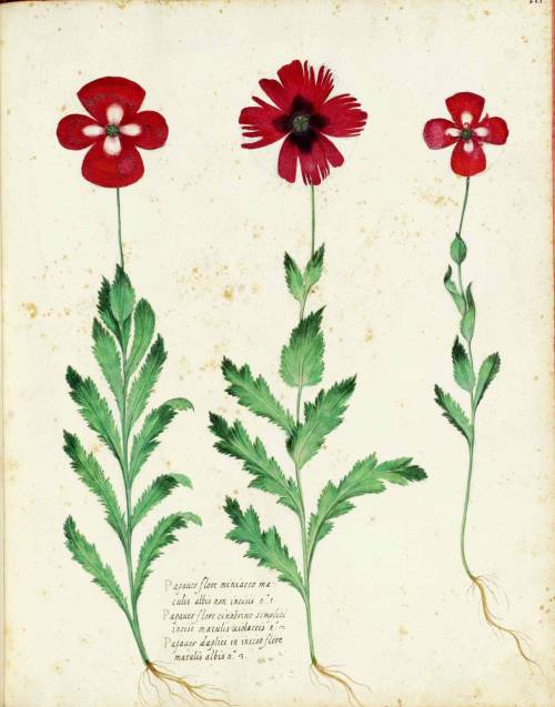  Carnation-type flowers. Botanical illustration, medieval Italy by Ulisse Aldrovandi. 