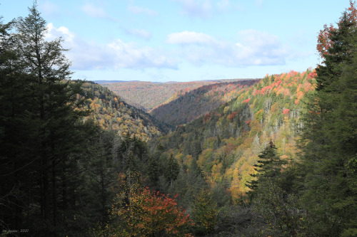 Above is a sampling of the fall colors from this past weekend at Blackwater Canyon. Due to the extre