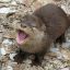 otter-enterprise