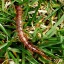 bugsville
